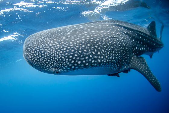 NFT collector WhaleShark has one of Roll's leading tokens. (NOAA/Unsplash)