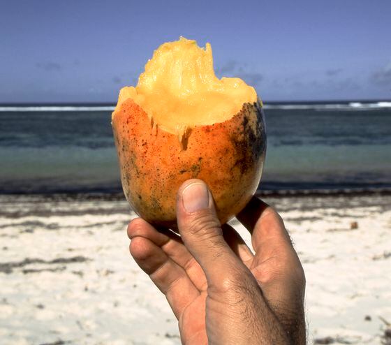 Africa, East Africa, Kenya, Mombasa Area, View Of Mango On The Beach (Year 2000)