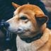 The price of dogecoin, modeled on a Shiba Inu dog, looks set to for a golden cross. (Christal Yuen/Unsplash)