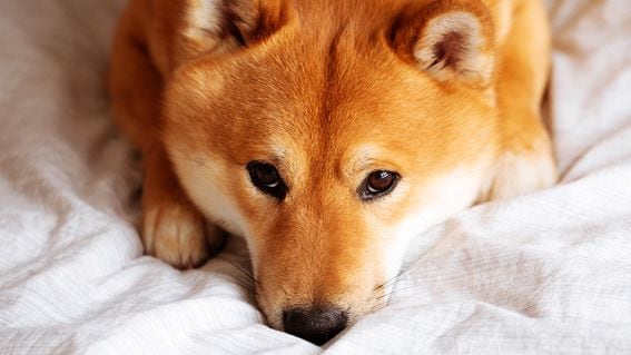 CDCROP: Shiba Inu Doge dog (Getty Images)