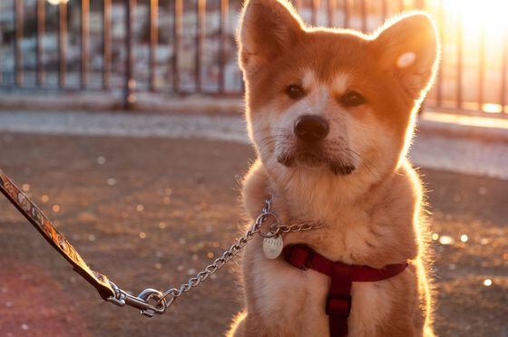 Close-Up Of Shiba Inu Looking Away On Footpath During Sunset