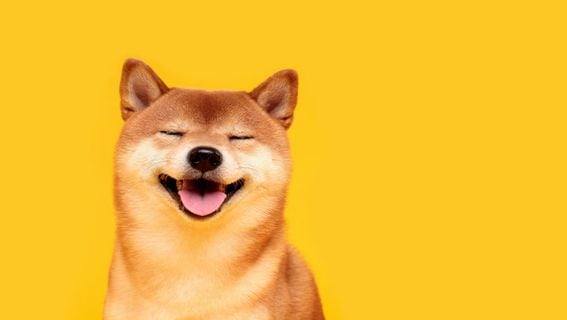 Shiba inu, the dog breed that inspired dogecoin, now accepted among donations to Ukraine. (Getty Images)