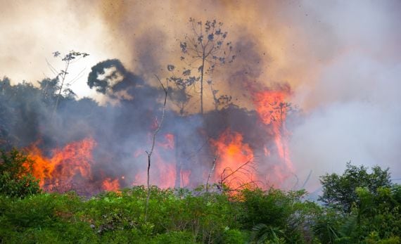 Amazon forest being burned for pasture