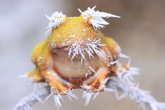 frosty weather frog in cold season