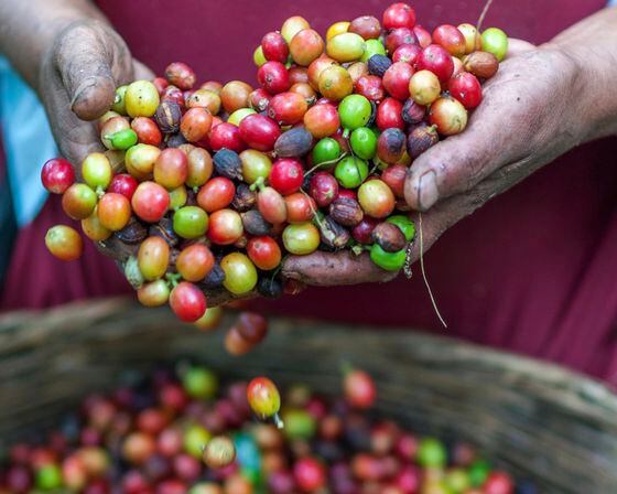 Coffee berries (Rodrigo Flores/Unsplash)