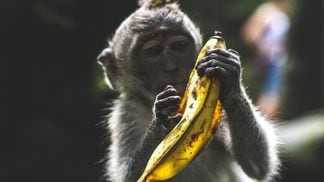 mcafee banana monkey