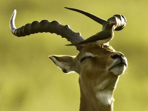 Oxpecker on Male Impala