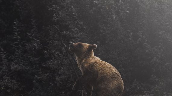 A bear looking at the trees. (Olen Gandy, Unsplash)