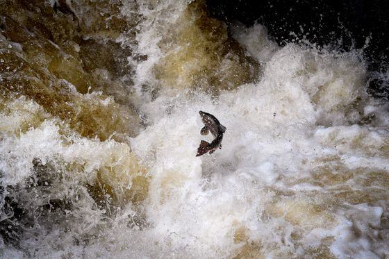 BUCHANTY, SCOTLAND - OCTOBER 22: Migrating salmon are seen leaping at Buchanty Spout on the River Tay in Perthshire on October 22, 2020 in Buchanty, Scotland. The salmon are returning upstream from the sea where they have spent between two and four winters feeding, with many covering huge distances to return to the fresh waters to spawn. (Photo by Jeff J Mitchell/Getty Images)
