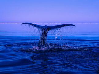 CDCROP: Whale tail rising up out of the ocean water (David Mark/Pixabay)