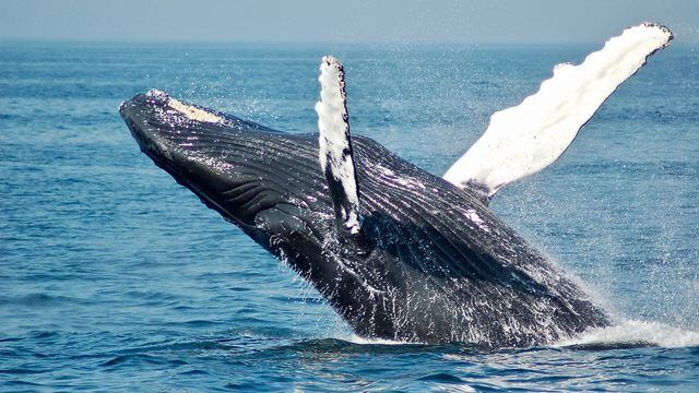 Whale Investors Sending More Bitcoin to Exchanges