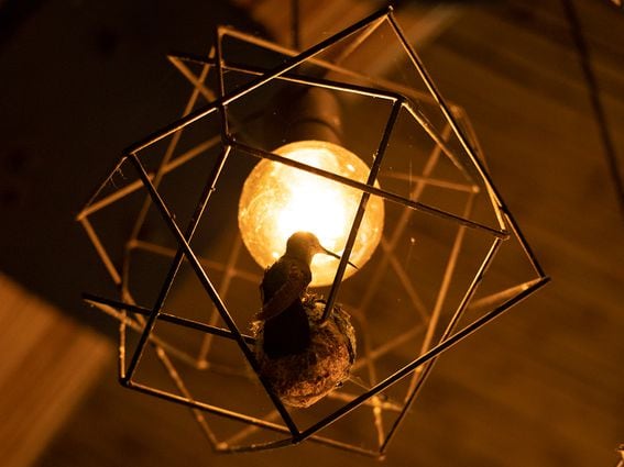 CDCROP: Bird's Nest Light Bulb Cage (Eliza Gkritsi)