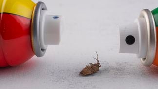 Insect poisoned by an insecticide. Insecticide spray cans