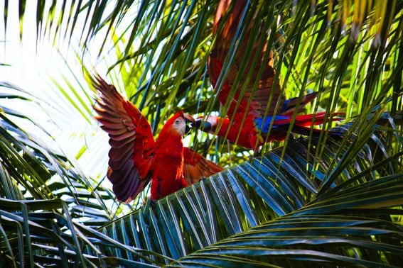 Costa Rica, parrots, jungle