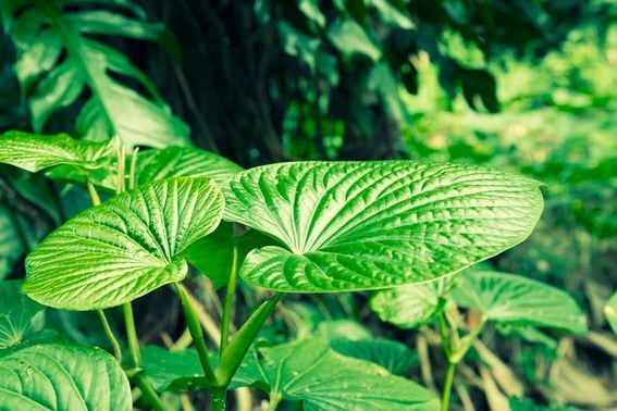 The kava plant (Shutterstock)