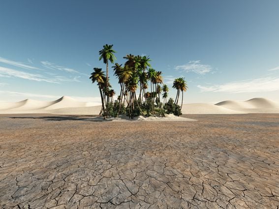 Oasis with palms in the desert (Getty Images)