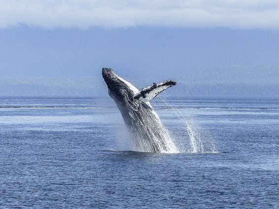 Whales have boosted their ADA stash by more than 40% this year. (Pixabay)