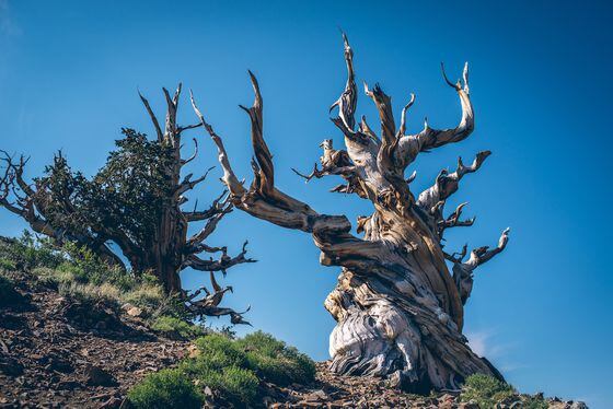 Methuselah - The oldest living Great Basin bristlecone pine ( Pinus longaeva) tree in the world.