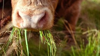 Cow chewing (Anja BaHu/Unsplash)