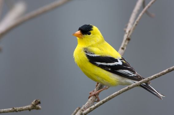 American goldfinch (Getty Images)