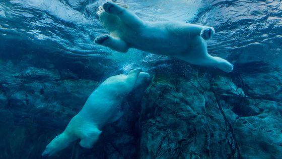 Polar Bears Underwater (Eva Blue/Unsplash)