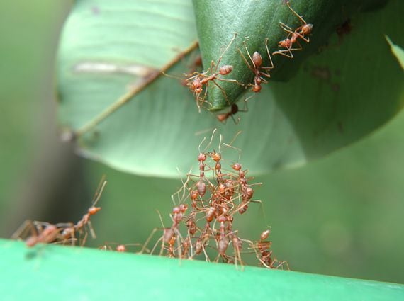 ALL TOGETHER NOW: Ants working together to build a bridge to a new leaf. (Hung Meng Tan/Clickclick1/Getty Images)