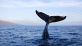 Whale Watching: The Aggregate Whale Balance Sees Record Drop