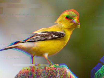 Goldfinch (Unsplash, modified by CoinDesk)