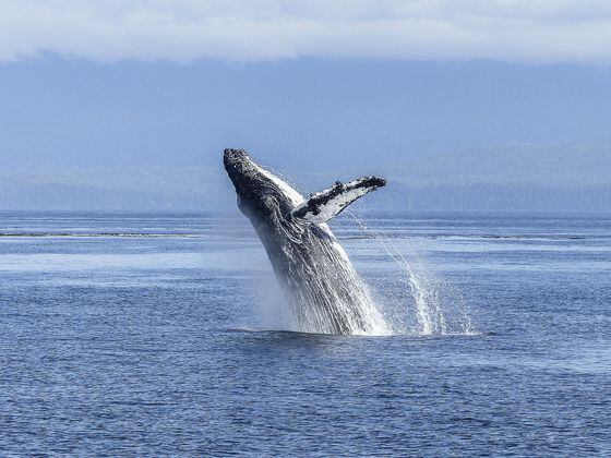 Whales have boosted their ADA stash by more than 40% this year. (Pixabay)
