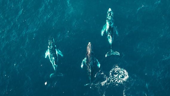 Early Base Whales Have a 'Heavy Meme Coin Bias': Nansen Analyst